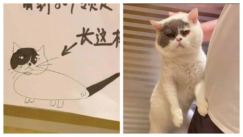 一名網友家裡貓咪不見了，看到尋貓啟事上的畫像長得跟自己家貓咪一模一樣。 (圖/取自影片)